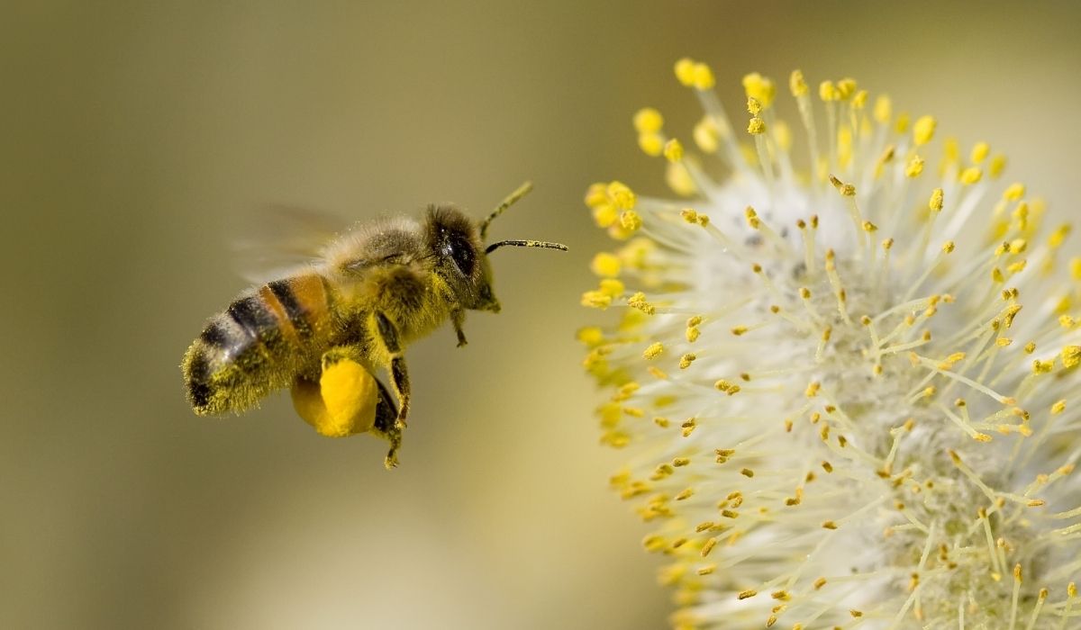 Why Saving Bees Now is Important for Our Future Survival
